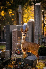 Posing deer in the cemetery in vienna