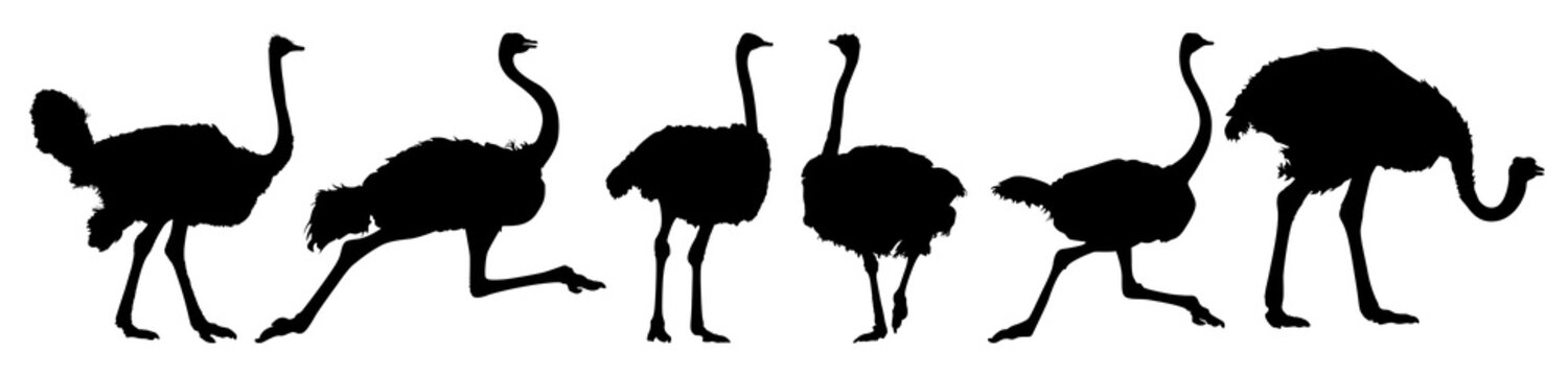 ostrich silhouette illustration vector