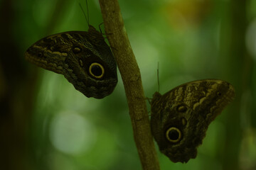 Beach Bird Ocean
ButterFLy
