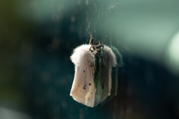 Spilosoma lubricipeda, White Fluffy Moth Macro Butterfly Flying Insect