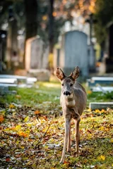Plexiglas foto achterwand Curious young deer in the central cemetery in vienna  © Mana Azur
