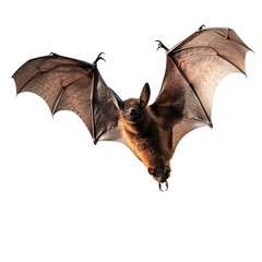 Bat Flying with Wings Spread, PNG Isolated on Transparent Background