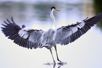 Garça Real Europeia mostrando o esplendor de suas asas na lagoa de Guaratiba -Maricá - RJ