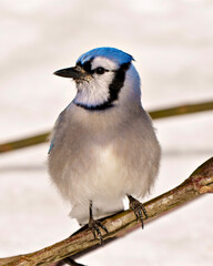 Blue Jay Photo and Image. Close front view perched on a tree branch with blur forest background in its environment and habitat surrounding. Jay picture. Jay Portrait.