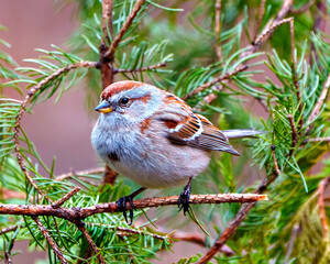 American Tree Sparrow Photo and Image. Sparrow close-up front view perched on a branch with a blur coniferous tree background in its habitat.