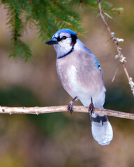 Blue Jay Photo and Image.  Close-up profile front view perched on a branch displaying blue colour feather plumage with blur forest background in its environment and habitat surrounding.