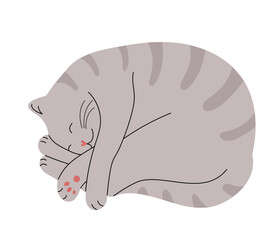 Cute gray cat sleeping curled in a ball. Hand drawn isolated on white vector illustration