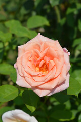 Rose Velika Gorica flower