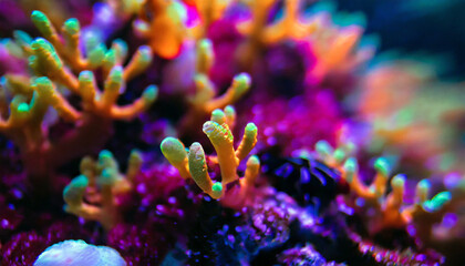 Obraz na płótnie Canvas Underwater Ecosystem Coral Reef Macro Shot