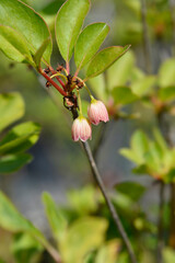 Obraz premium Red-vein enkianthus flowers