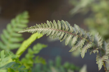Painted Lady Fern leaf