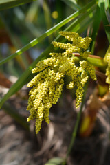 Chinese windmill palm flowers