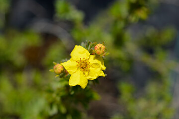 Shrubby Cinquefoil Kobold flowers