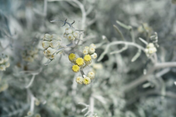 Silver ragwort flower buds