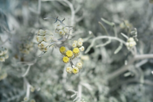Silver ragwort flower buds