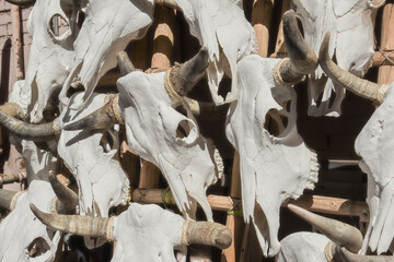Obraz premium Cattle Skulls