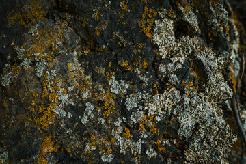 Natural background of mountain stone with colorful lichen Ancient rock formation with moss, abstract organic background