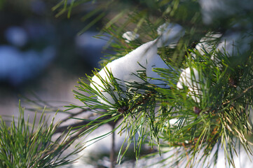 Tło zimowe naturalne, gałęzie świerku w puchu śnieżnym.