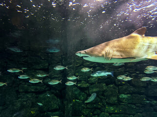 Obraz premium A Quiet Giant Among the Shoal