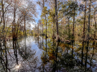 Fototapeta na wymiar A cypress swamp along a Florida river with trees reflecting in the water.