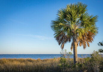 A palm tree on a beach and the ocean.