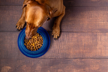 Kibble pet. Dachshund dog waiting to eat his bowl of dry dog food.