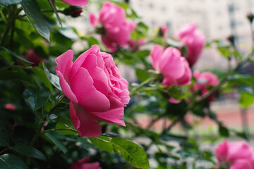 Rose plant variety of 'The Queen Elizabeth' with rounded, pink blooms growing in a garden. Queen Elizabeth rose has pink flowers and dark green, glossy, almost leathery foliage.