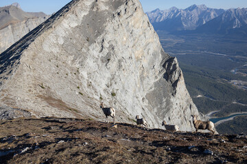 Mountain Goats on Ha Ling Peak in Kananaskis Country near Canmore, Alberta