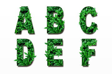 Leaf font A, B, C, D, E, F isolated on white background. Leafs font A, B, C made of Real alive leaves. Leafs font.