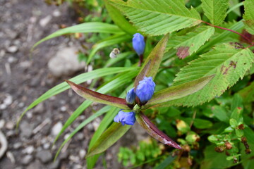 blue flowers on a green leafy bush with brown leaves - Powered by Adobe