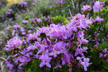 a group of purple flowers sitting on top of a lush green forest