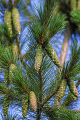 Fototapeta na wymiar Foliage and green cones of Macedonian pine - Pinus peuce - as a natural green background
