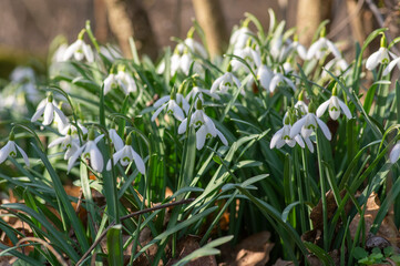 Galanthus nivalis flowering plants, bright white common snowdrop in bloom