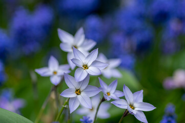 Obraz na płótnie Canvas Ipheion uniflorum Wisley Blue spring starflower flowers in bloom, small light bulbous springtime flowering plant