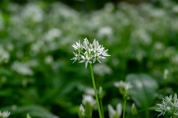 Allium ursinum wild bears garlic flowers in bloom, white rmasons buckrams flowering plants, green edible tasty healhty leaves