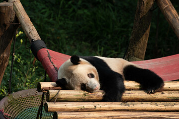 Close up Giant Panda in Chongqing, China