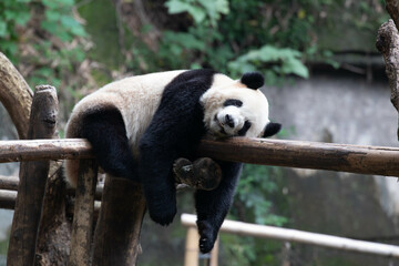 Close up Giant Panda in Chongqing, China