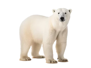 Foto op Canvas a polar bear standing on a white background © Alex