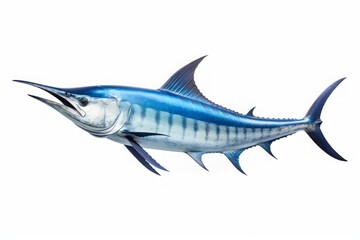 Blue marlin on white background