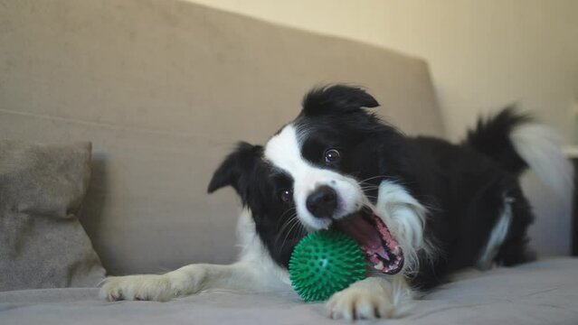 Pet activity. Funny puppy dog border collie holding toy ball in mouth playing on couch at home indoors. Purebred pet dog wants to playing with owner. Love for pets friendship companion concept