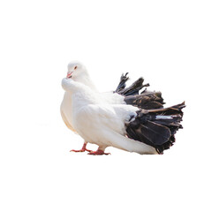 pair of white doves kissing isolated