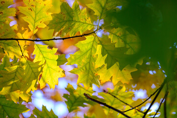 Vibrant autumn leaves in a blur of yellow and orange hues with a clear blue sky background.