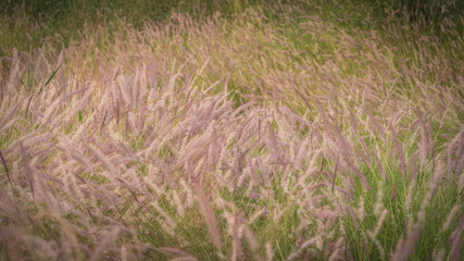 Muhlenbergia capillaris or perennail grass