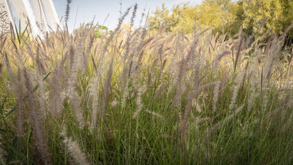 Muhlenbergia capillaris or perennail grass