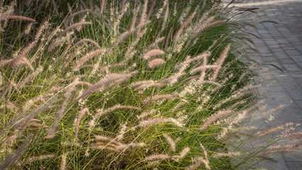Muhlenbergia capillaris or perennail grass