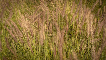 Muhlenbergia capillaris or perennail grass