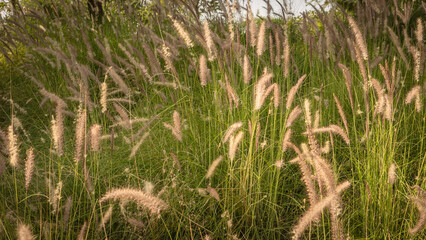 Muhlenbergia capillaris or perennail grass