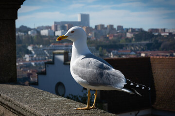gabbiano