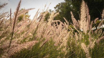 Muhlenbergia capillaris or perennail grass