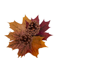Maple leaves and cones on a white background.